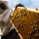 Nuovo settore apicoltura: aL'OrtoShop tutto il necessario.