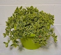 Aptenia cordifolia Ø25 variegata