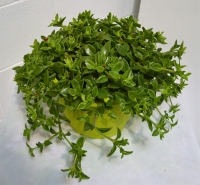 Aptenia cordifolia Ø25 verde
