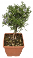 Rosmarino Ø23x23 prostrato alb bonsai