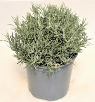 Helichrysum Ø18 italicum