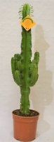 Euphorbia Ø19 h 80 cm(erythraea/triang)