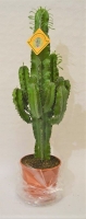 Euphorbia Ø24 h 110 cm(erythraea/triang)