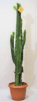 Euphorbia Ø35 h 160 cm(erythraea/triang)