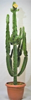 Euphorbia Ø40 h 180 cm(erythraea/triang)