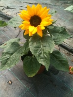 Sonnenblume 14
