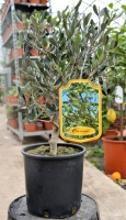 Ulivo Ø20 bonsai h 40/50 cm
