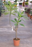 Plumeria acutifolia Ø22