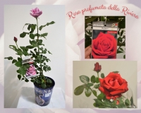 Rosa profumata della riviera Ø19
