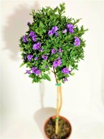 Solanum Ø18 rantonettii alberello