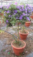 Solanum Ø30 rantonettii alberello