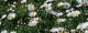 The daisies of Albenga