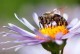 Schutz der Umwelt und der Bienen:Ein Auftrag