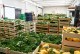 Verpackungs- und Vertriebssektor für Obst und Gemüse