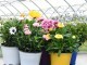 Flowering and evergreen indoor plants