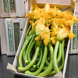 Zucchine trombette d'Albenga